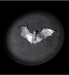 Bat friendly lighting